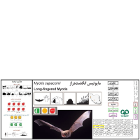 گونه خفاش انگشت دراز Long-fingered Myotis 